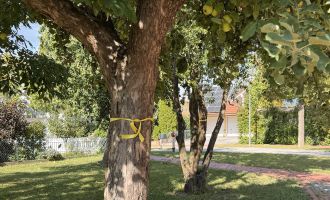 Gelbes Band am Baum: Hier darf man ernten